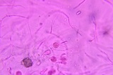 Ductifera pululahuana image