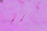 Ductifera pululahuana image