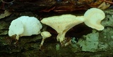 Microporellus obovatus image