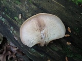 Lentinellus ursinus image