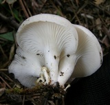 Pleurotus pulmonarius image