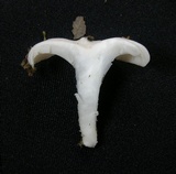 Pleurotus pulmonarius image
