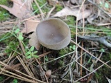 Helvella macropus image