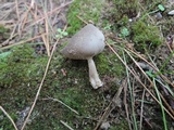 Helvella macropus image