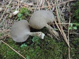 Helvella macropus image