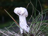 Hypomyces cervinigenus image