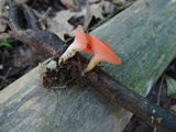 Sarcoscypha occidentalis image