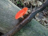 Sarcoscypha occidentalis image