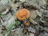 Cuphophyllus pratensis image