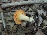 Cuphophyllus pratensis image