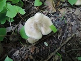 Lyophyllum fuligineum image