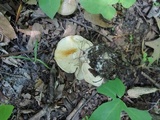 Lyophyllum fuligineum image
