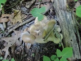 Lyophyllum fuligineum image