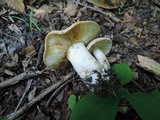 Lyophyllum fuligineum image