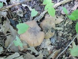 Lyophyllum fuligineum image