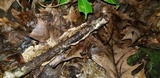 Dacrymyces minor image