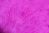 Dacrymyces minor image