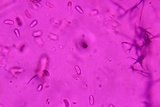 Dacrymyces minor image