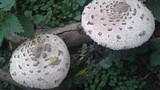 Chlorophyllum rachodes image