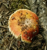 Amanita parcivolvata image