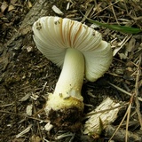Amanita parcivolvata image