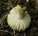 Amanita parcivolvata image