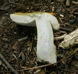 Amanita parcivolvata image