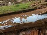 Ceratiomyxa fruticulosa var. fruticulosa image