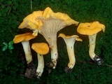 Cantharellus tenuithrix image