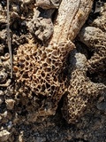 Morchella septimelata image