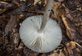 Amanita sect. Vaginatae image