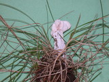 Hypomyces cervinigenus image