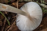Amanita sect. Vaginatae image