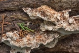 Abortiporus biennis image