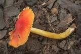 Hygrocybe acutoconica image