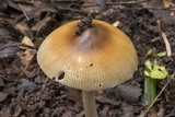 Amanita sect. Vaginatae image
