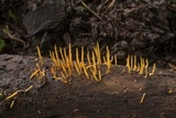 Calocera cornea image