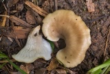 Hohenbuehelia petaloides image