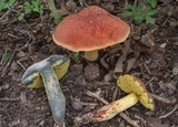 Pulchroboletus rubricitrinus image