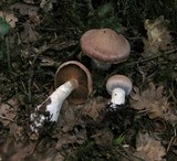 Cortinarius bivelus image