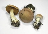 Cortinarius bivelus image