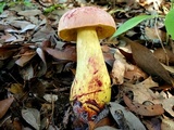 Pulchroboletus rubricitrinus image