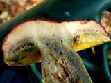 Pulchroboletus rubricitrinus image
