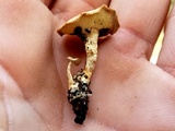 Lentinus swartzii image
