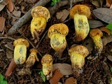 Boletus luridellus image