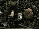 Cortinarius fuscobovinus image