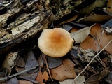 Marasmius cohaerens image