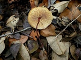 Marasmius cohaerens image