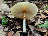 Chlorophyllum hortense image