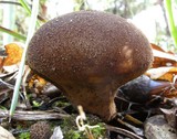 Lycoperdon umbrinum image